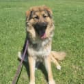Photo of Ace