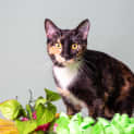 Photo of Coco