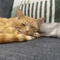 Photo of Frankie