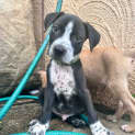 Photo of Silas