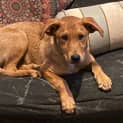 Photo of Ricky 🎁4 Month Old, Mixed Breed Male Puppy