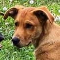 Photo of Ricky 🎁4 Month Old, Mixed Breed Male Puppy