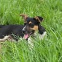 Photo of Willow❤️4 Month Old Female Mixed Breed