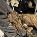 Photo of Fish Greyhound 