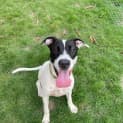 Photo of Goose