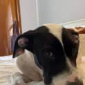 Photo of Goose