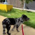 Photo of Smudgy