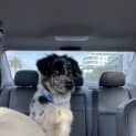 Photo of Smudgy