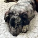 Photo of Smudgy