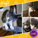 Photo of Hugo