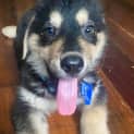 Photo of Ernie 11 Week Old Kelpie X (Trial)