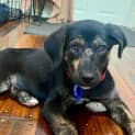 Photo of Albert 11 Week Old Kelpie X (Trial)