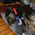Photo of Albert 11 Week Old Kelpie X (Trial)