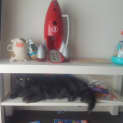 Photo of Bluebell