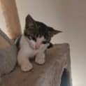 Photo of Rhea Ripley ** 2nd Chance Cat Rescue**