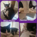 Photo of Rhea Ripley ** 2nd Chance Cat Rescue**