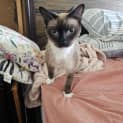Photo of Lucy