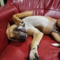 Photo of Harry 7 Month Old Mixed Breed (Trial)