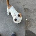 Photo of Frankie