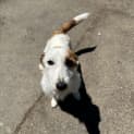 Photo of Frankie