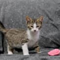 Photo of Bardem **2nd Chance Cat Rescue**