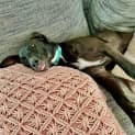 Photo of Cookie