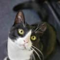 Photo of Oscar