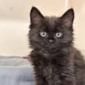 Photo of Sylvester