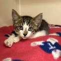 Photo of Skittles