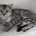 Photo of Captain 