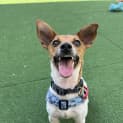 Photo of Bailey The Cheese Boy
