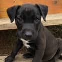 Photo of Paddy 8 Week Old Border Collie X (Trial)