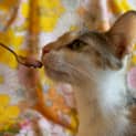Photo of Mabel