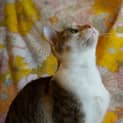 Photo of Mabel