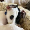 Photo of Cobalt