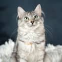 Photo of Isabella