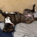 Photo of Roxi