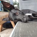 Photo of Tootsie