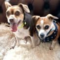 Photo of Chockie & Rockie