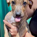 Photo of Cooper