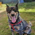Photo of Chisel