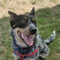 Photo of Chisel