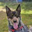 Photo of Chisel