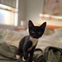 Photo of Luna