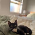 Photo of Luna