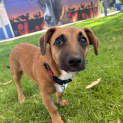 Photo of Bear