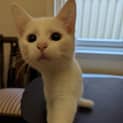 Photo of Ash