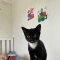 Photo of Mittens