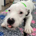 Photo of Caesar