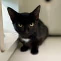 Photo of Midnight